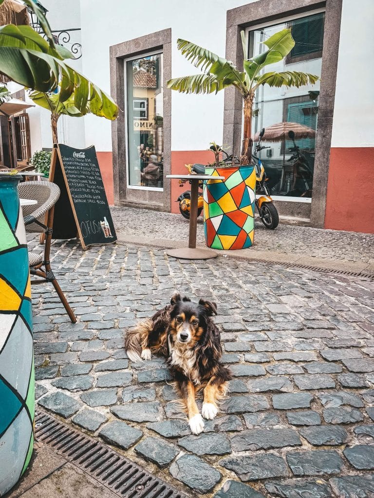 A fluffy tricolour dog lying calmly on the cobbles in front of a restaurant with a menu board, colourful planters with banana plants and cocktail palms on either side.