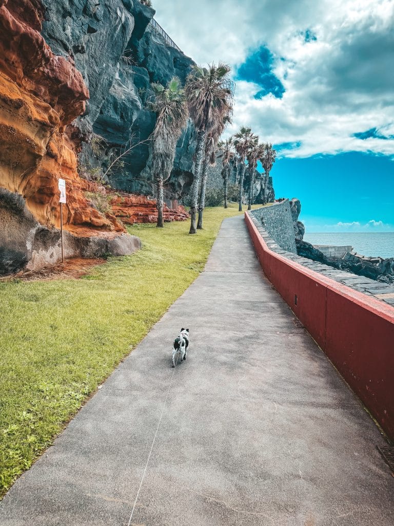 A small black-and-white dog (Jack Russell Terrier type) on a lead walking along a concrete promenade between an orange-grey rock face on the left and a red railing above the ocean on the right, with palm trees and blue sky ahead.