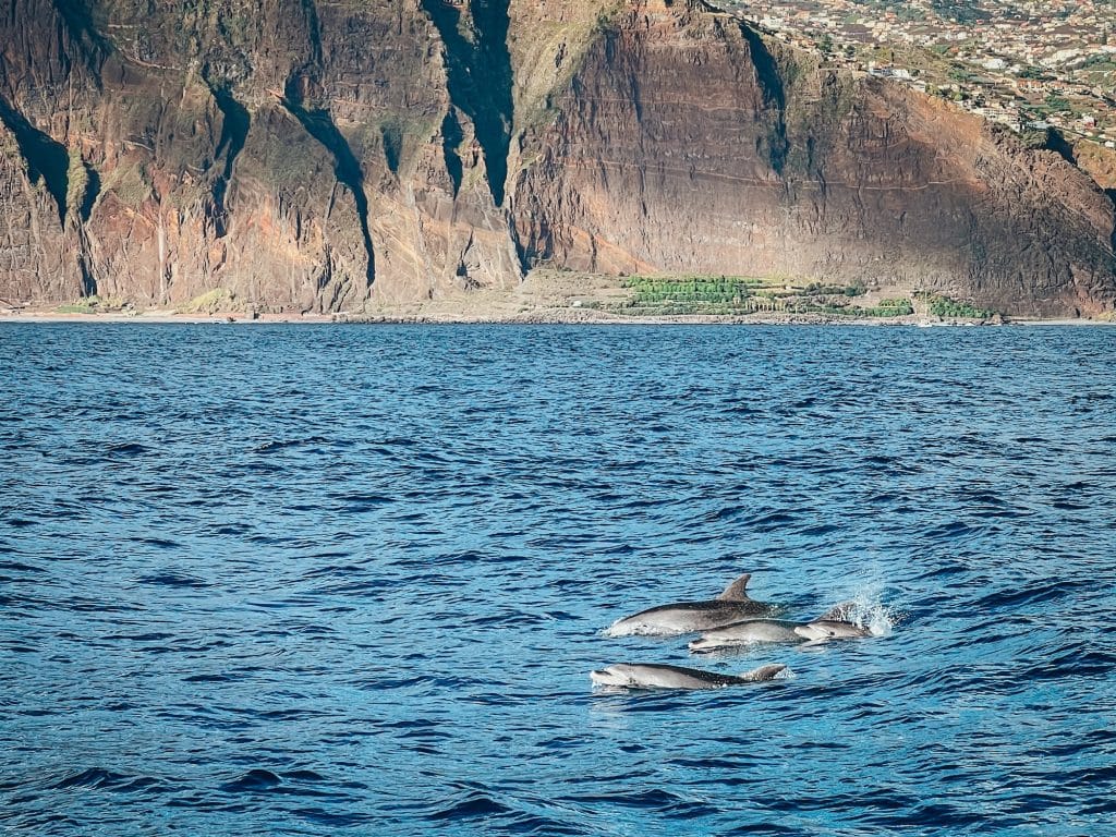 Dolphin watching