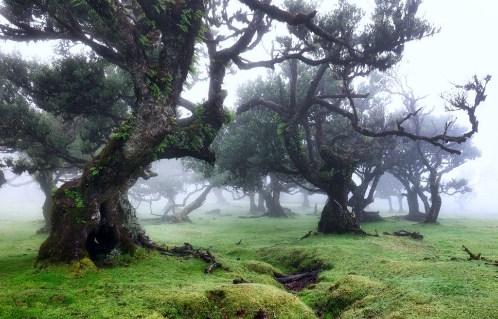 Fanal forest in the mist: lichen-covered til trees in thick fog
