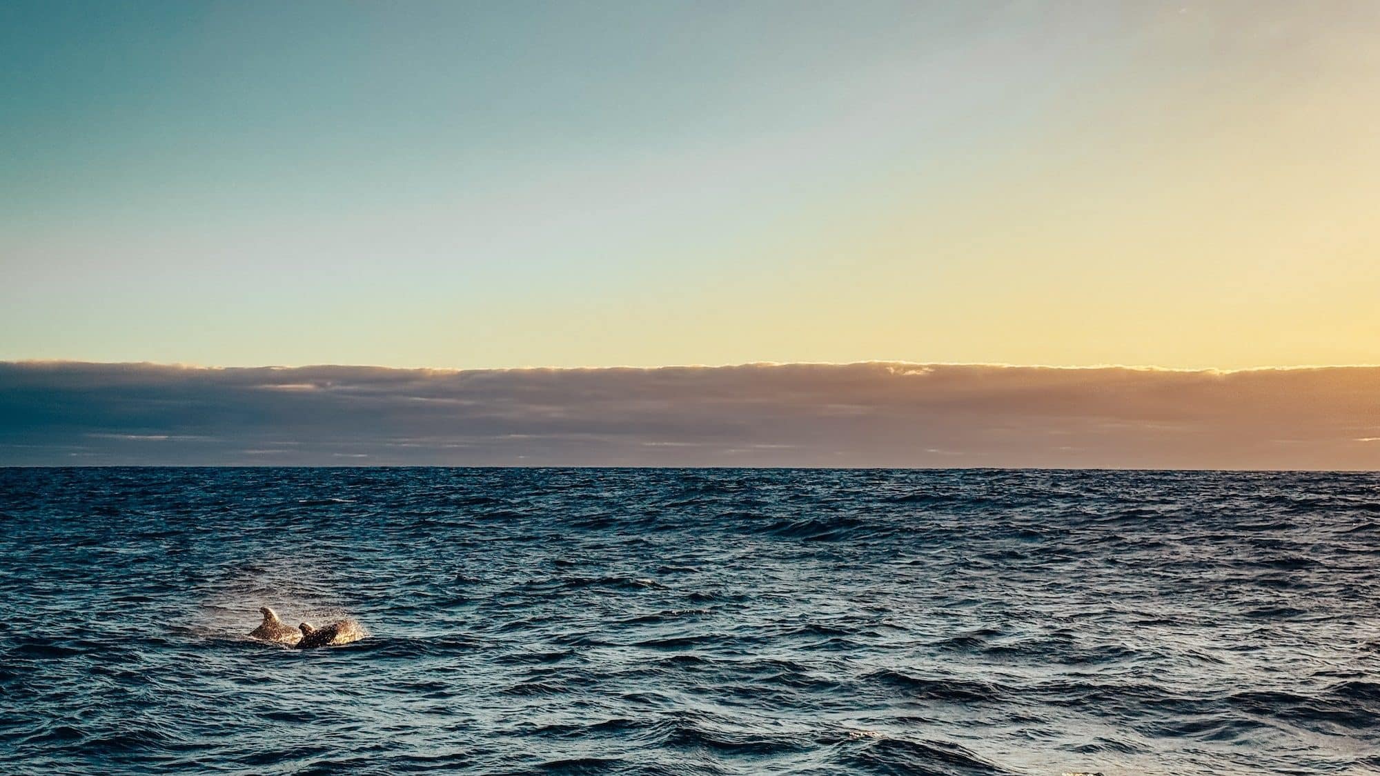 Dolphins in the ocean off the coast of Madeira