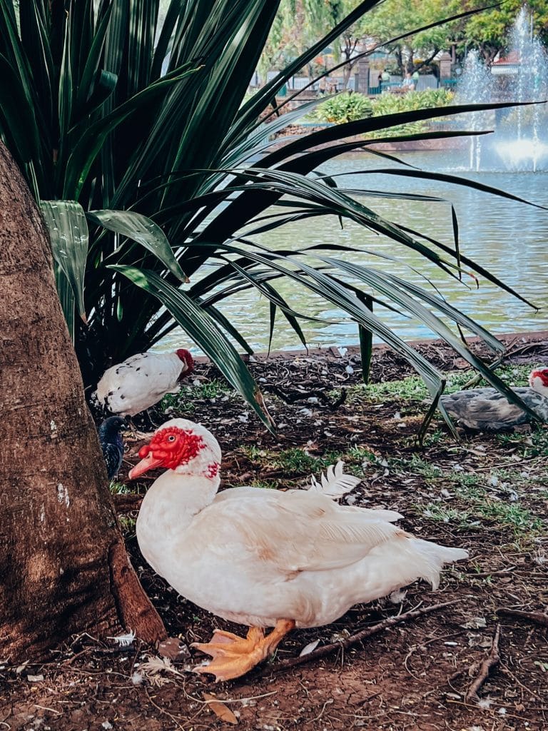 Santa Catarina park