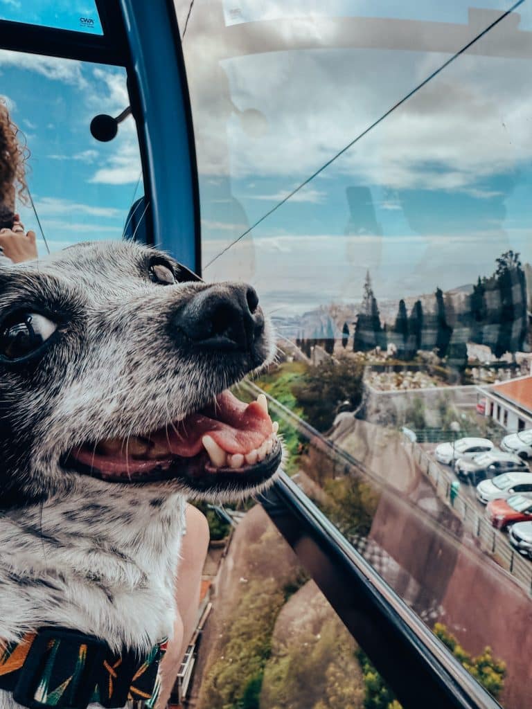 Taking a dog on the Monte cable car