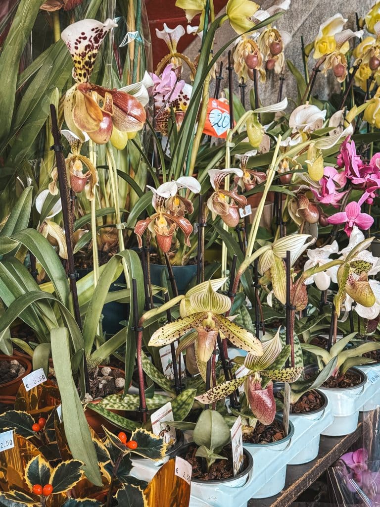 An orchid from Madeira