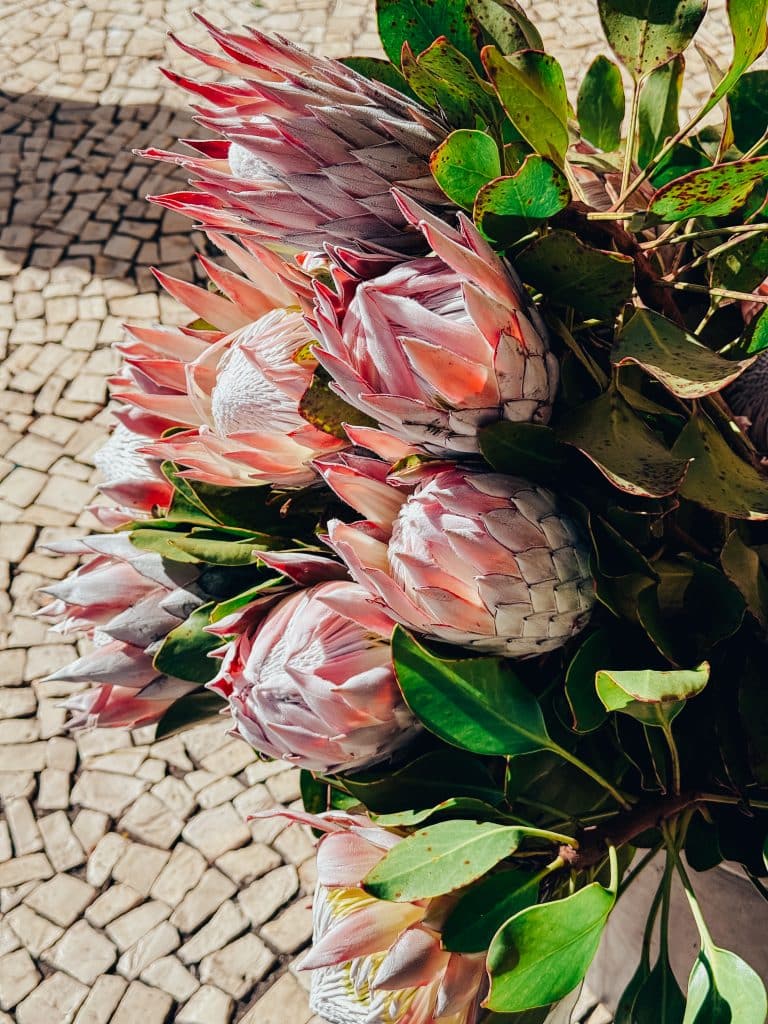 A protea from Madeira