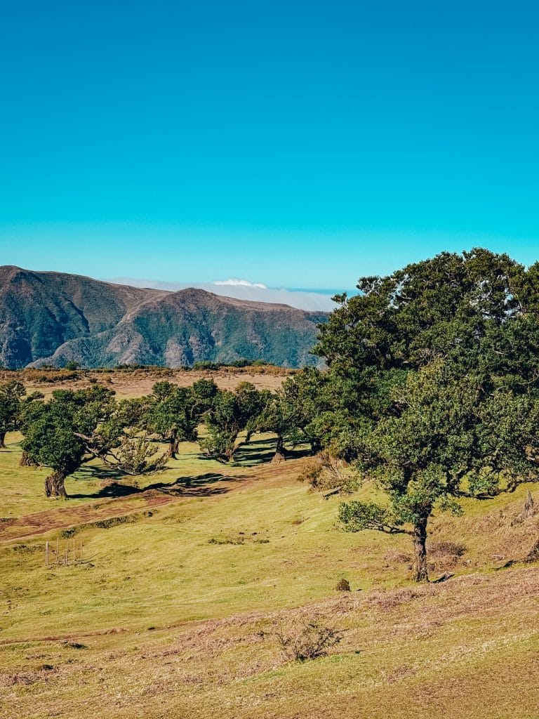 Old, twisted til trees against the mountains of Madeira