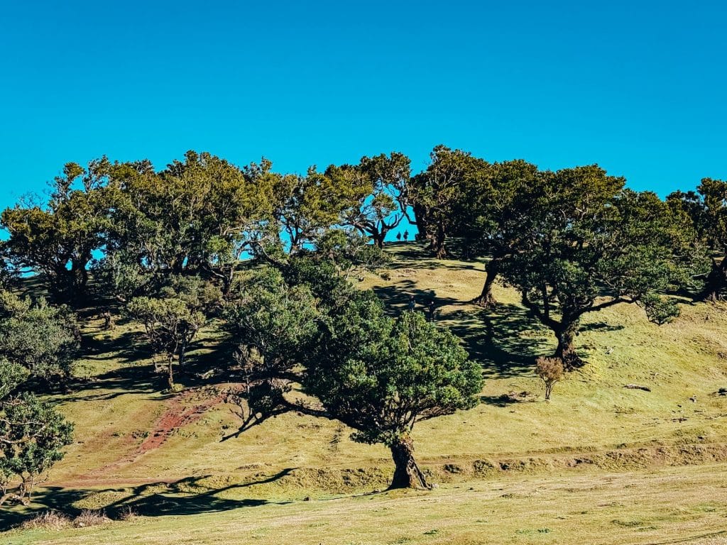 A group of old til trees on a rise, with visitors walking in the distance