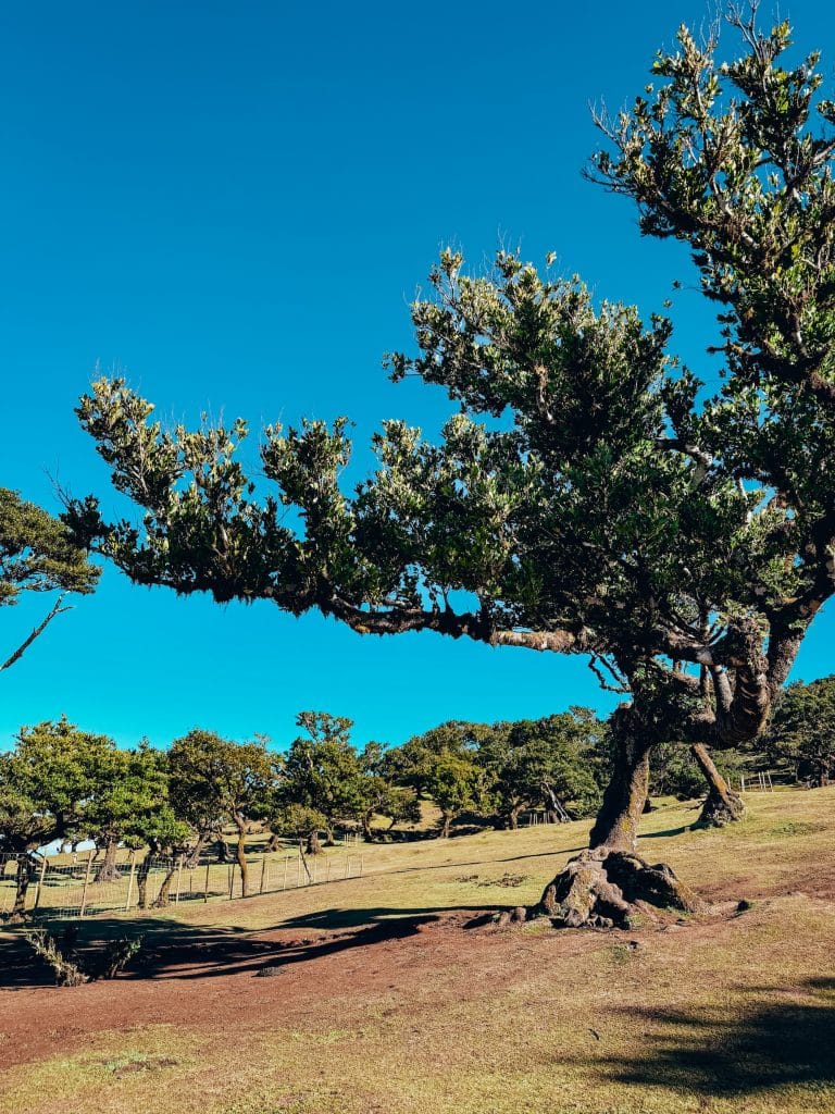 An old til tree with a twisted, horizontal, moss-covered branch