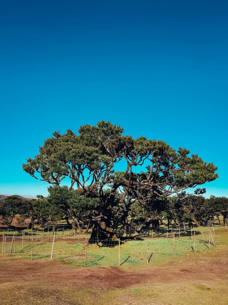 A monumental fenced-off til tree against a blue sky and forest