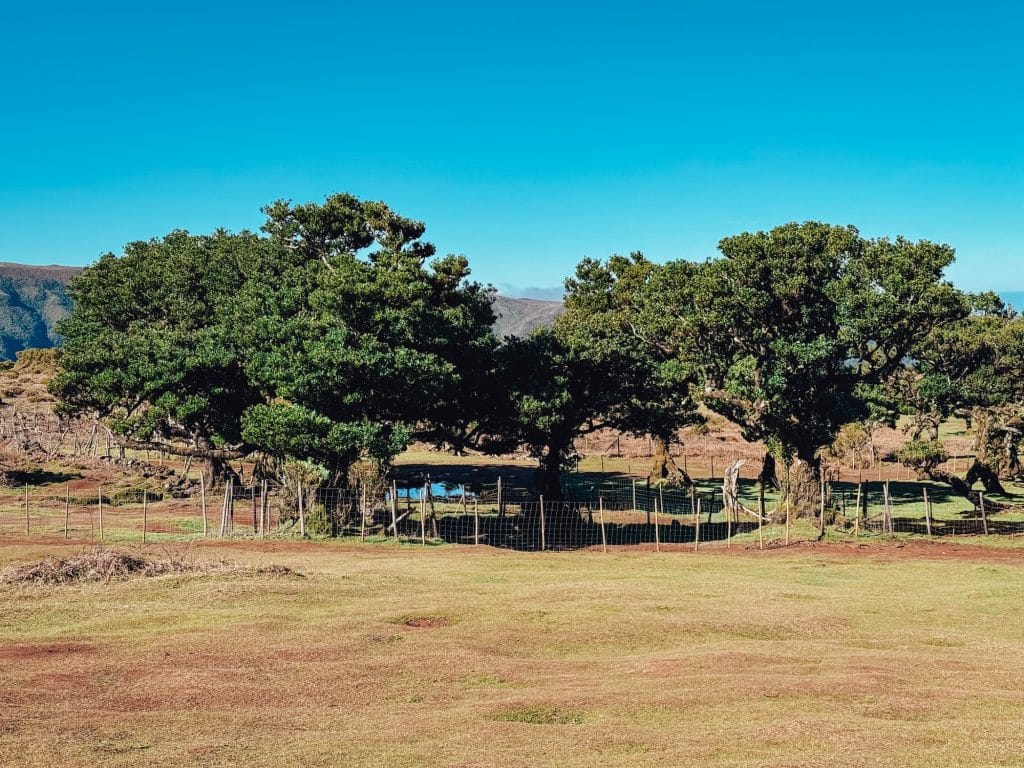 Fenced-off til trees in the Fanal forest against the mountains of Madeira