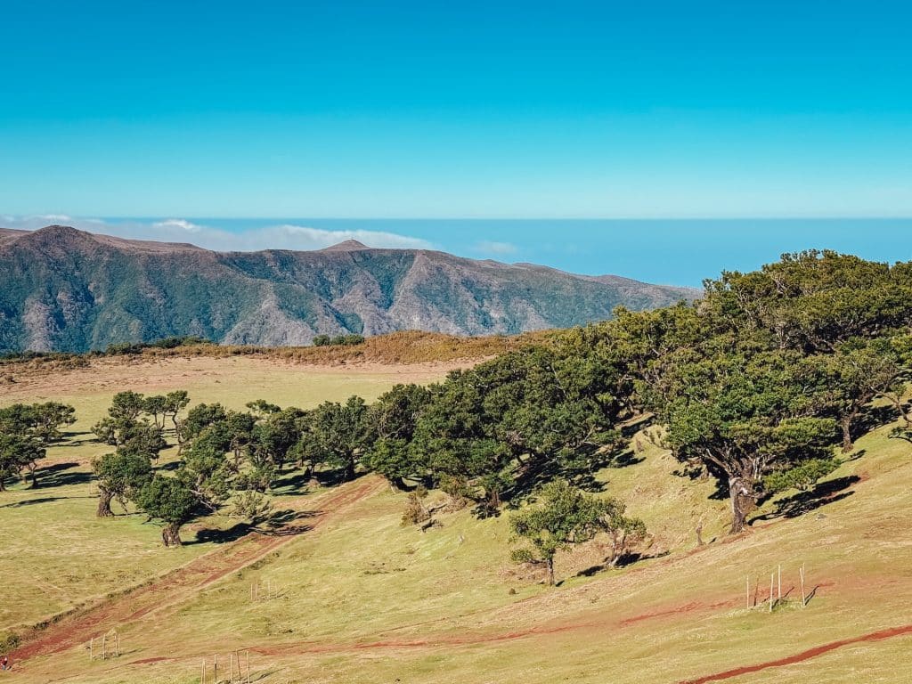 Twisted til trees scattered across the green Paul da Serra plateau, with mountains behind
