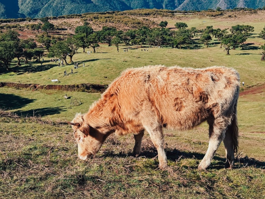 A shaggy cow grazing in the foreground, with visitors and Fanal forest in the background