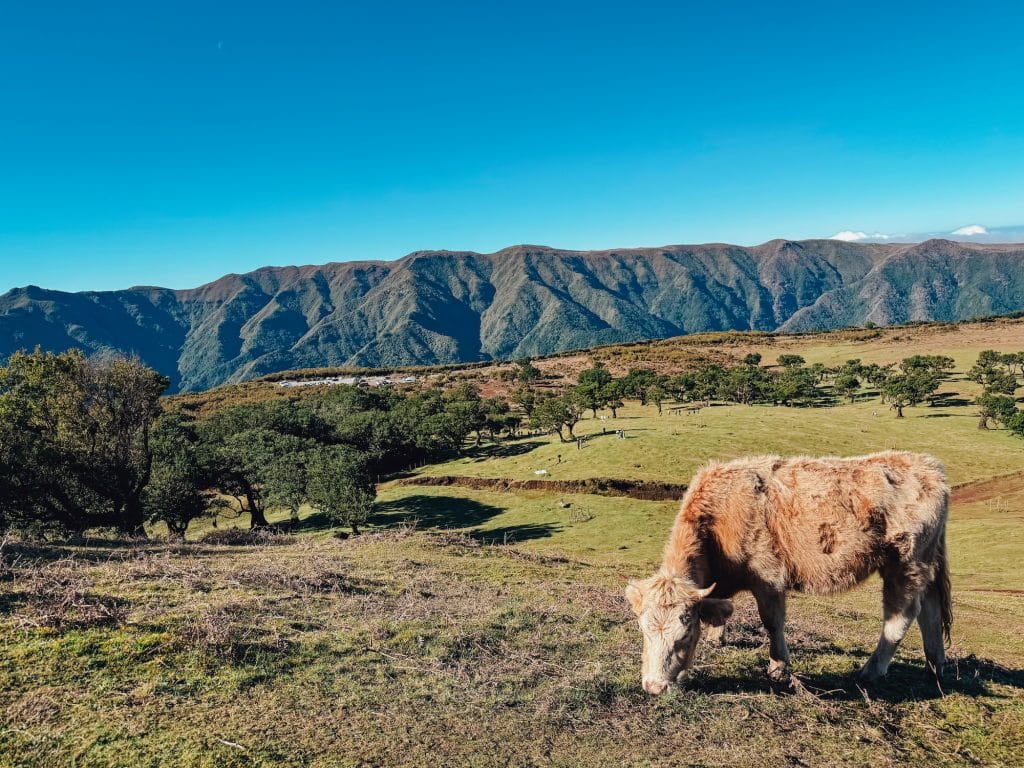 A cow in the foreground, with the plateau, til trees and Madeira’s mountains behind it