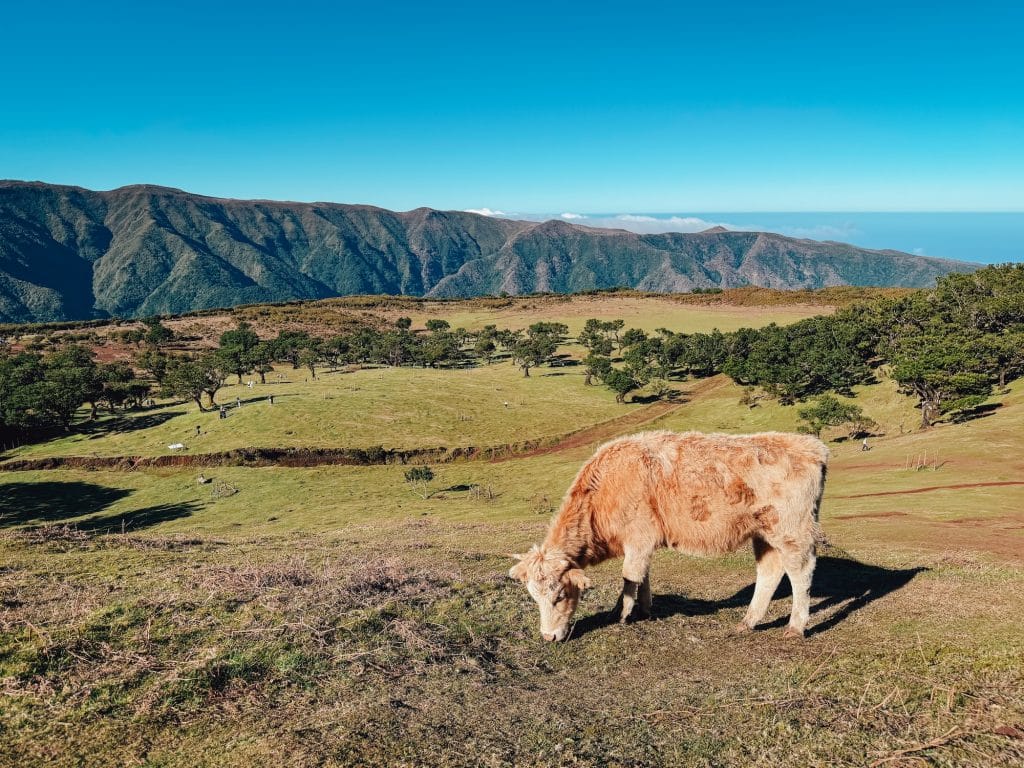 A cow on the plateau with a panorama of central Madeira’s mountains and the ocean in the distance