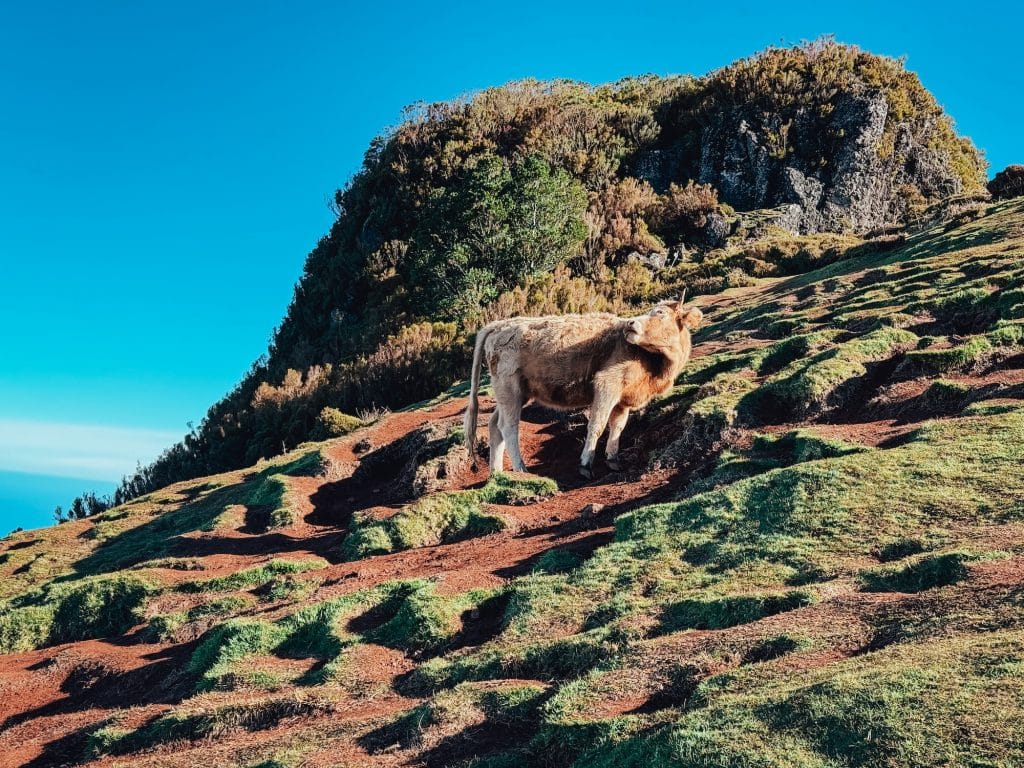A cow grazing on a steep slope covered with moss and low vegetation.
