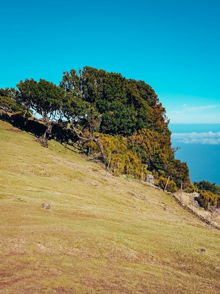 A slope of the plateau with til trees, yellow shrubs and a view of the ocean