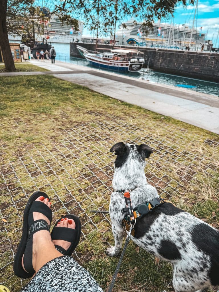 Funchal with a dog, photo: Ewelina Podrez-Siama 2025