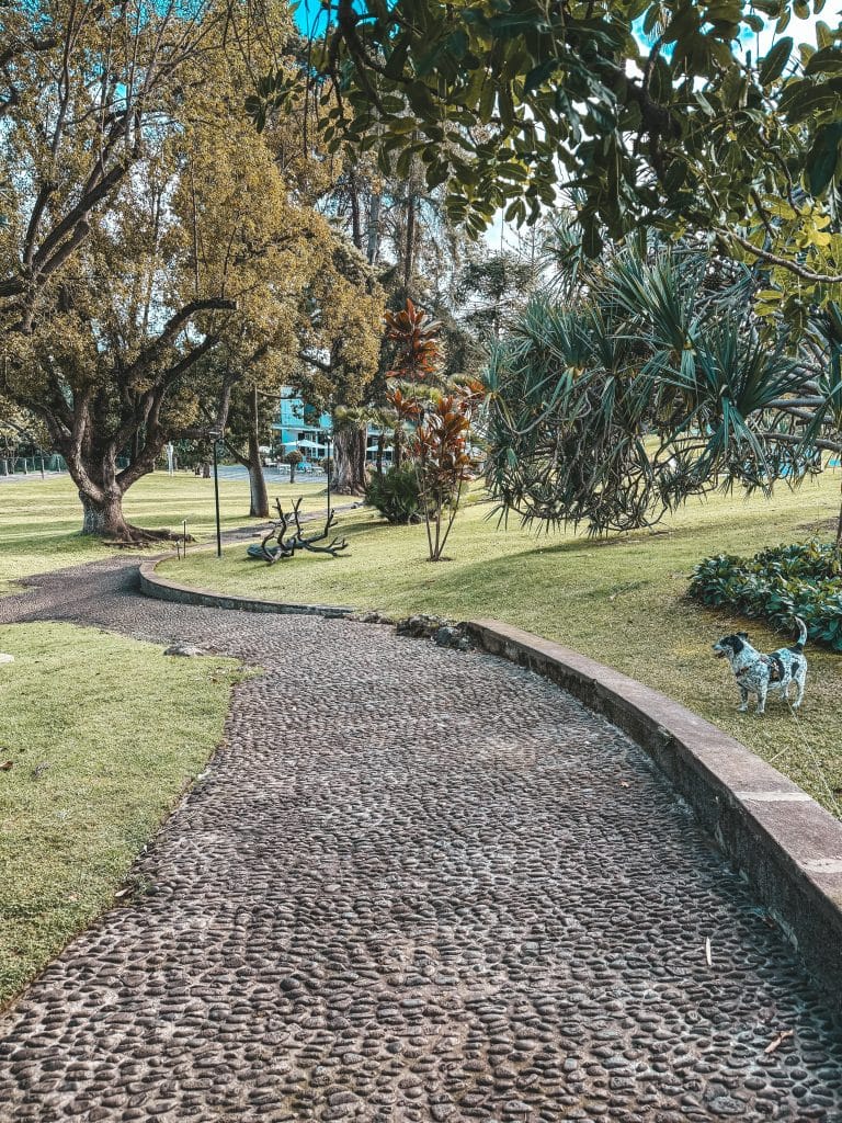 Madeira with a dog, photo: Ewelina Podrez-Siama 2025