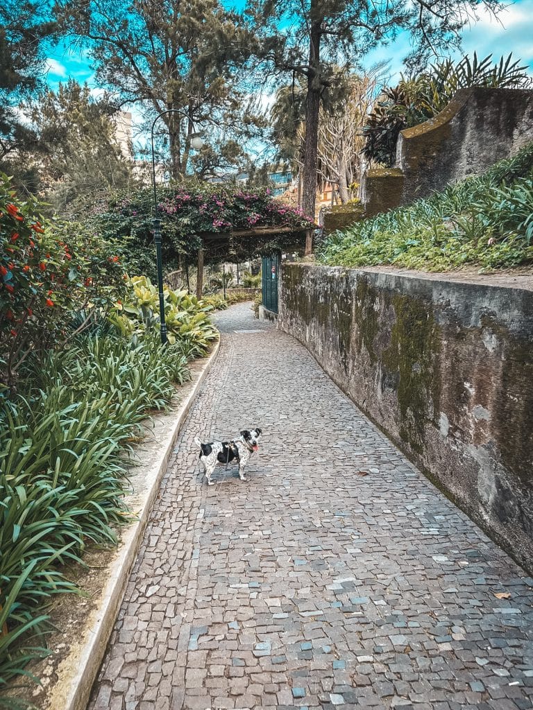 Madeira with a dog