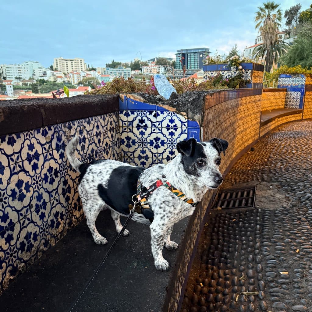 Funchal with a dog, photo: Ewelina Podrez-Siama 2025