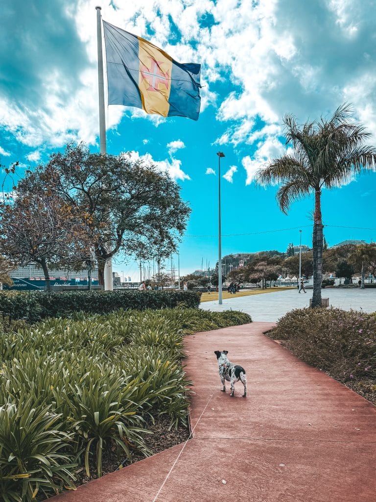 Funchal with a dog, photo: Ewelina Podrez-Siama 2025