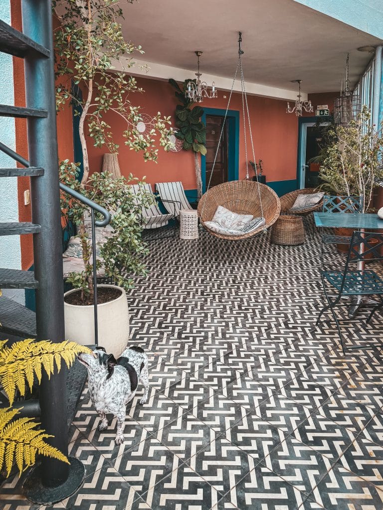 Dog-friendly apartments in Funchal - ASPA Studios, photo: Ewelina Podrez-Siama 2025