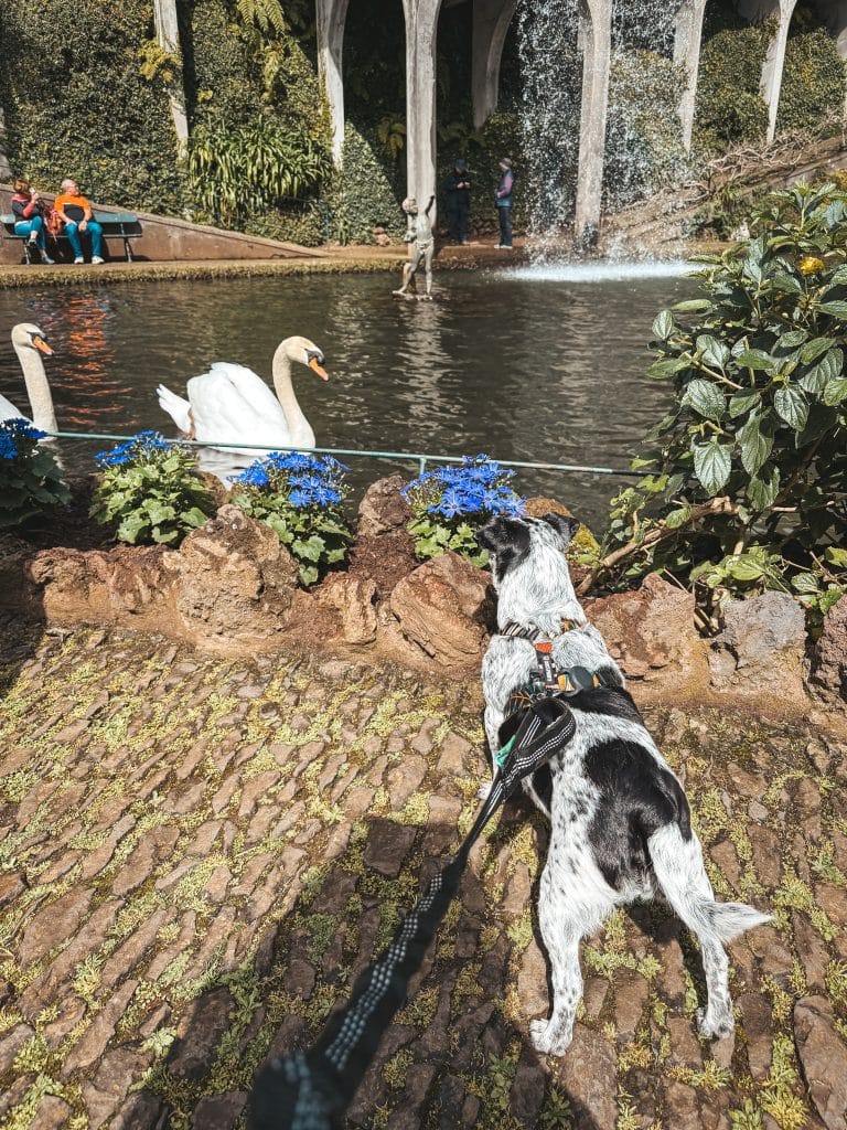 A dog at Monte Palace