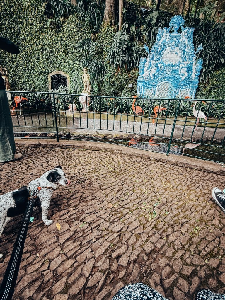 Monte Palace with a dog