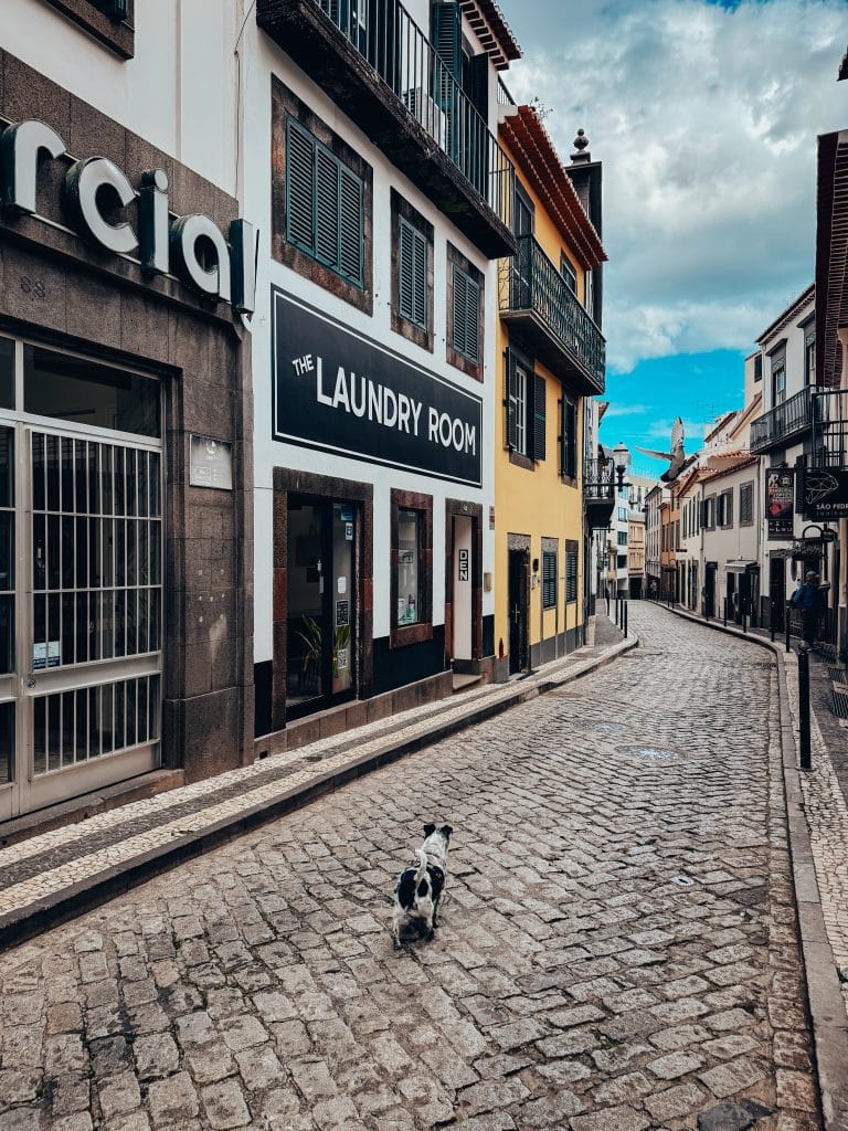 Funchal with a dog, photo: Ewelina Podrez-Siama 2025