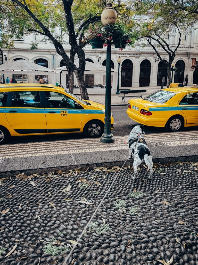 Dogs and taxis in Funchal, photo: Ewelina Podrez-Siama 2025