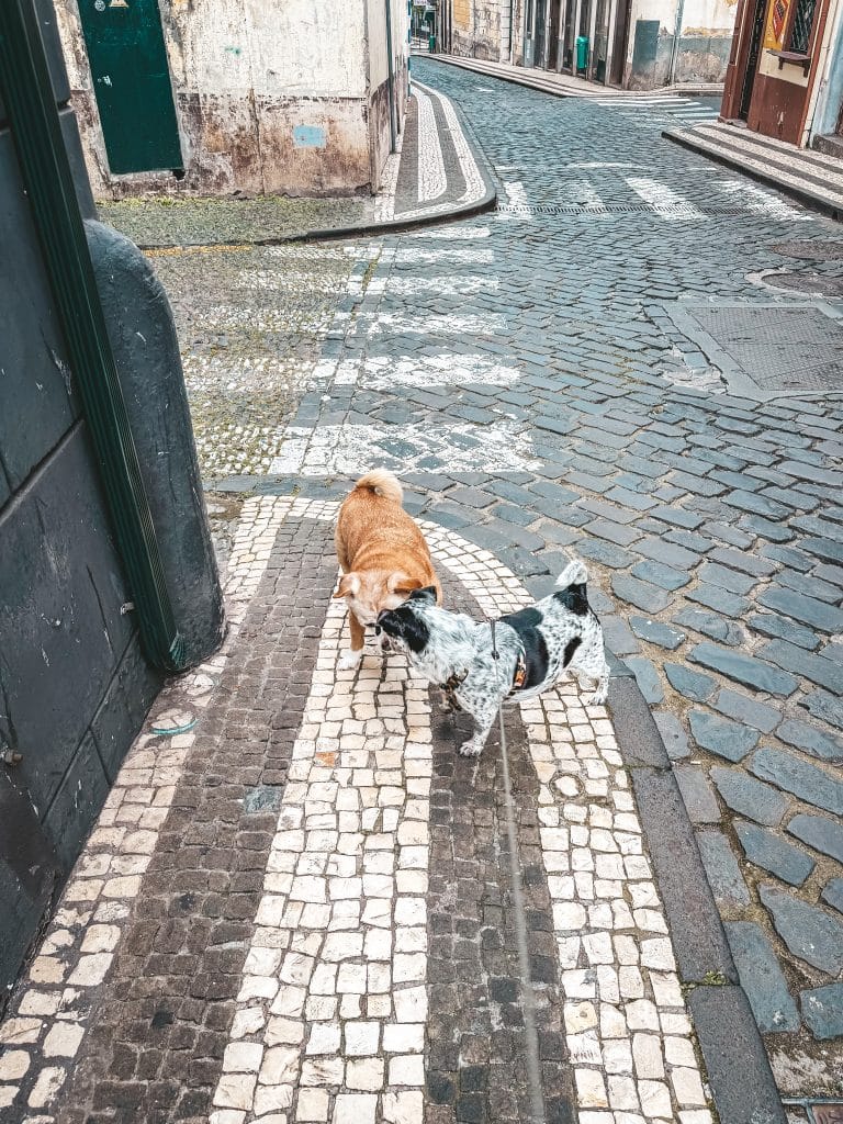 Dogs in Madeira, photo: Ewelina Podrez-Siama 2025
