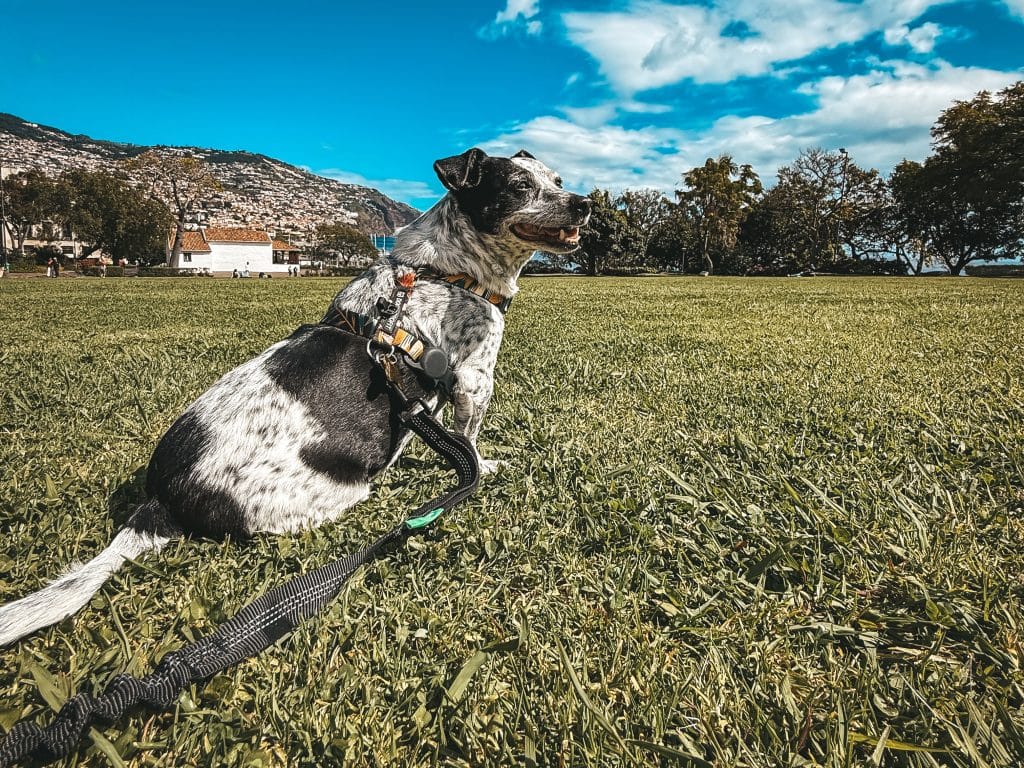 Madeira with a dog, photo: Ewelina Podrez-Siama 2025