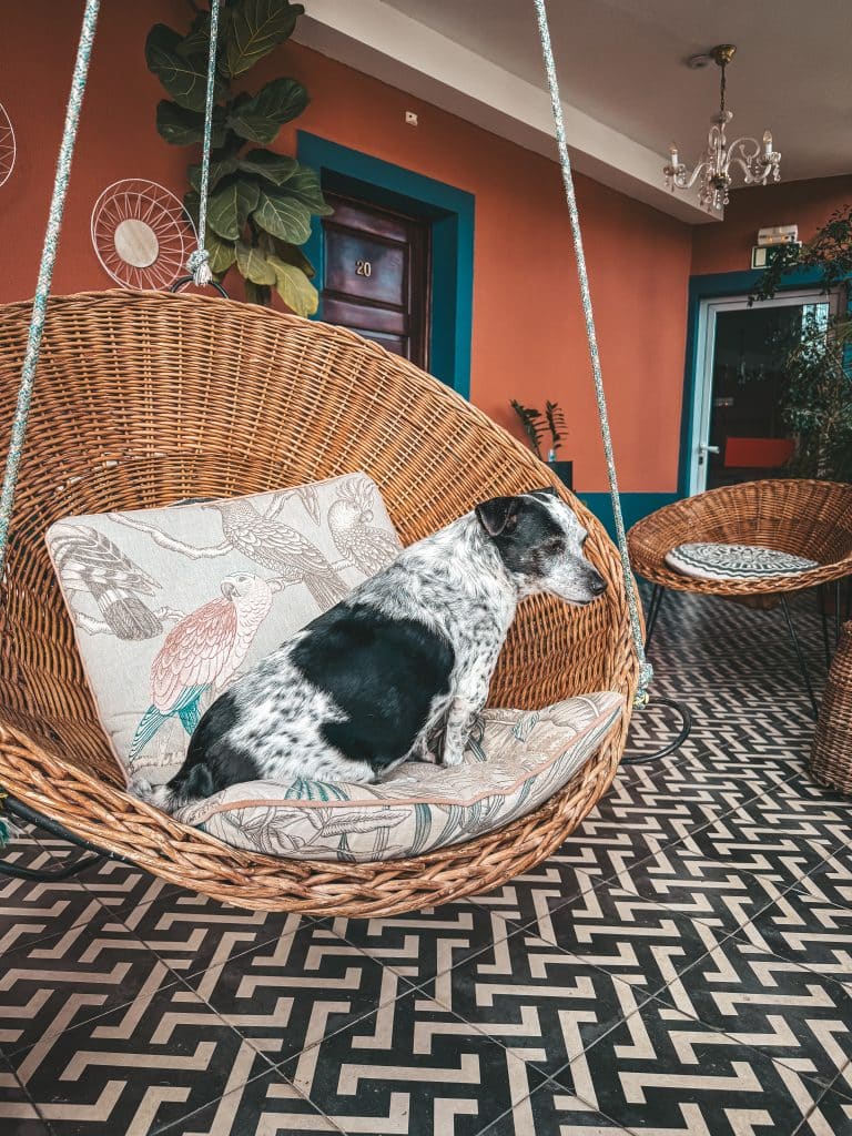 Dog-friendly apartments in Funchal - ASPA Studios, photo: Ewelina Podrez-Siama 2025