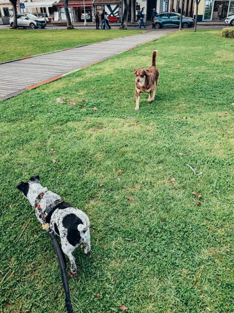 Dogs in Madeira, photo: Ewelina Podrez-Siama 2025