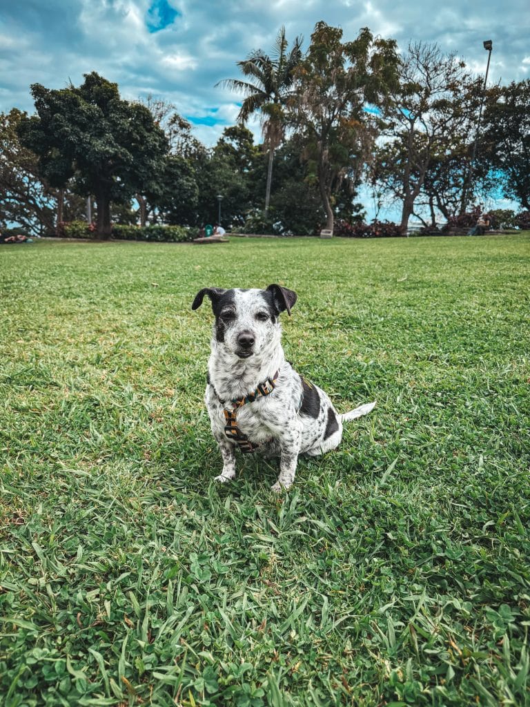 Madeira with a dog, photo: Ewelina Podrez-Siama 2025