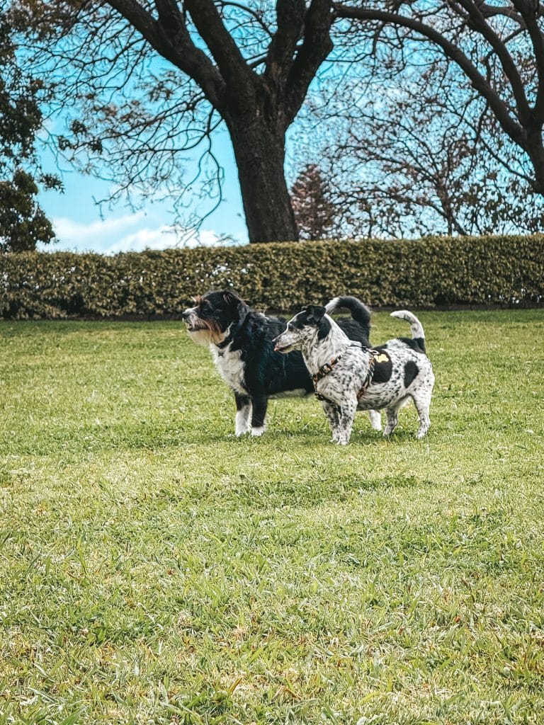 Dogs in Madeira, photo: Ewelina Podrez-Siama 2025