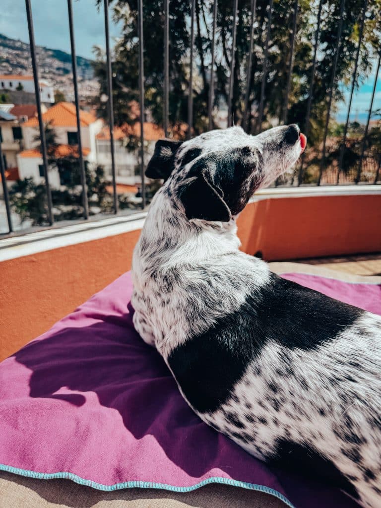 Dog-friendly apartments in Funchal - ASPA Studios, photo: Ewelina Podrez-Siama 2025