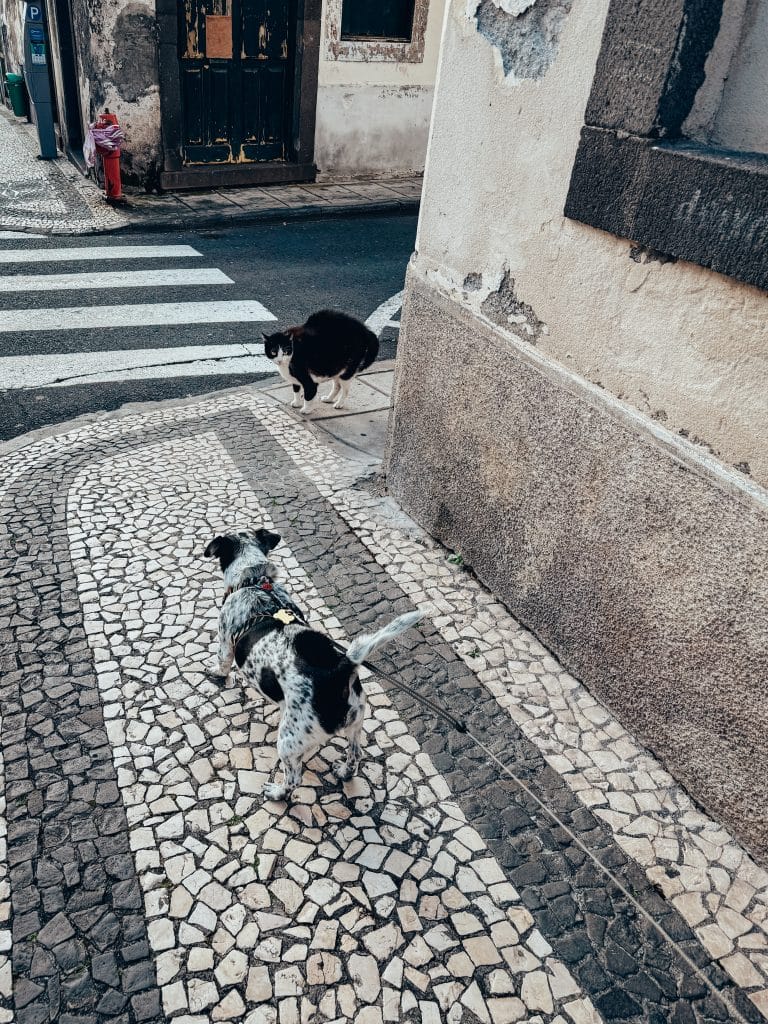 Dogs and cats in Madeira, photo: Ewelina Podrez-Siama 2025