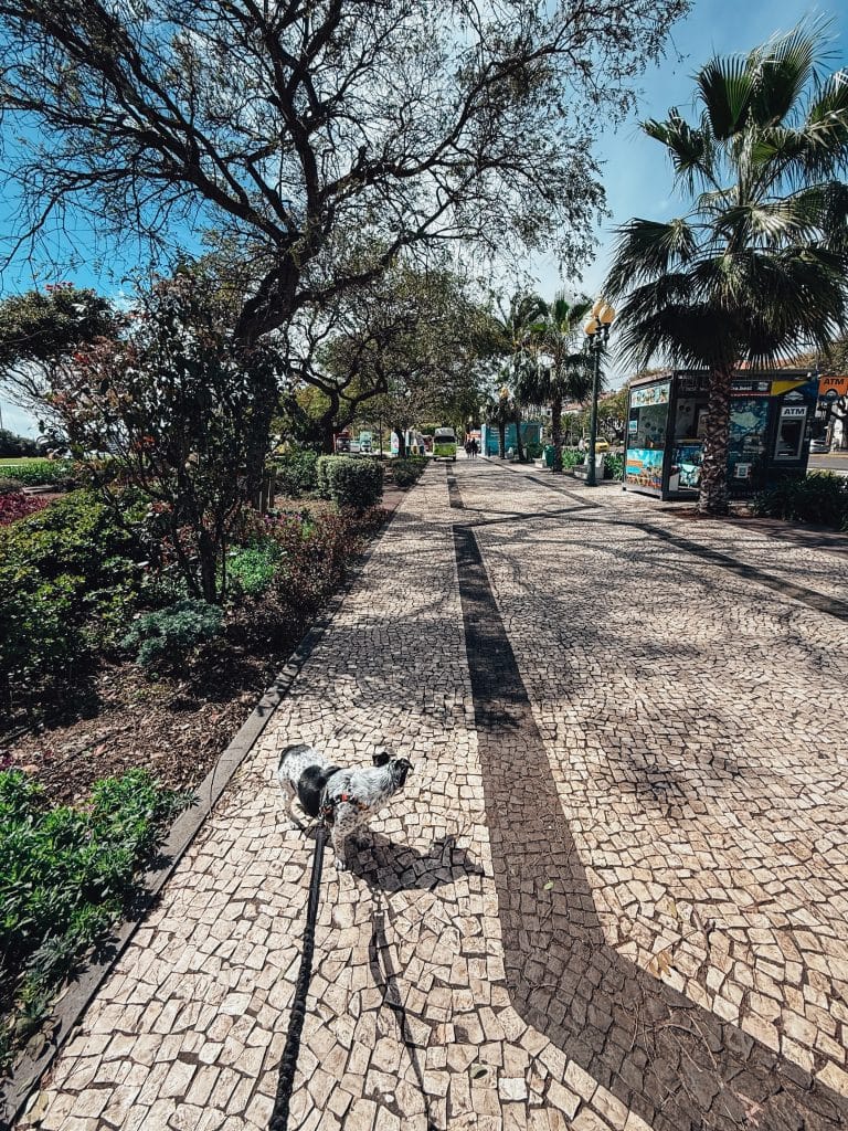 Funchal with a dog, photo: Ewelina Podrez-Siama 2025