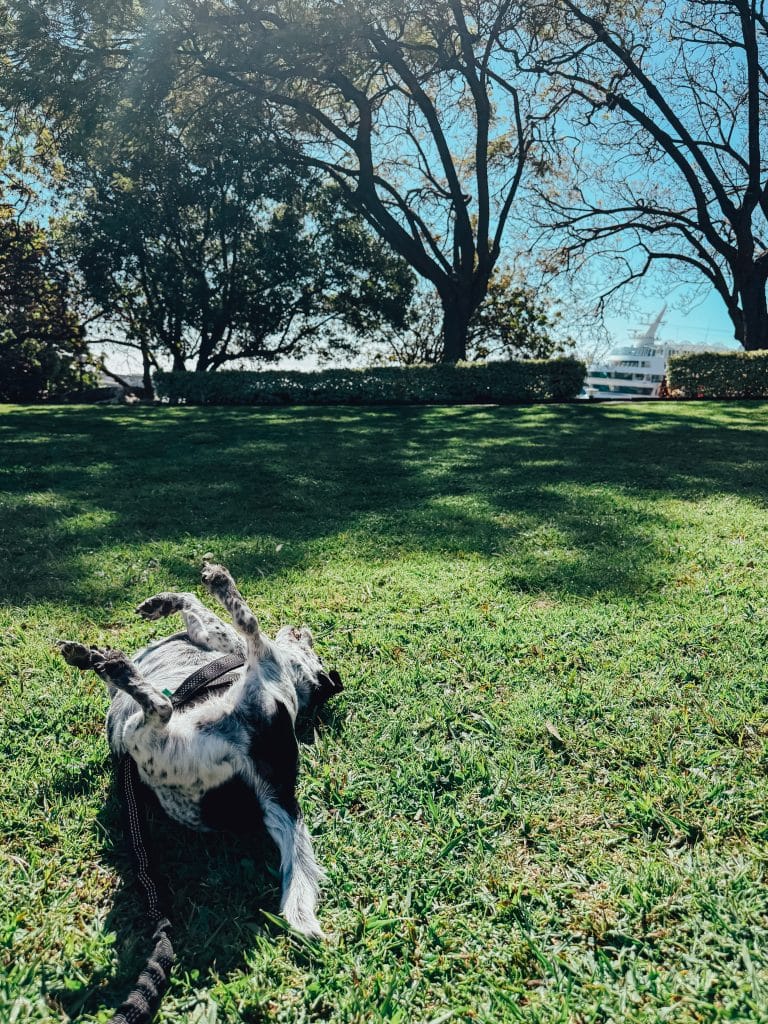 Madeira with a dog, photo: Ewelina Podrez-Siama 2025