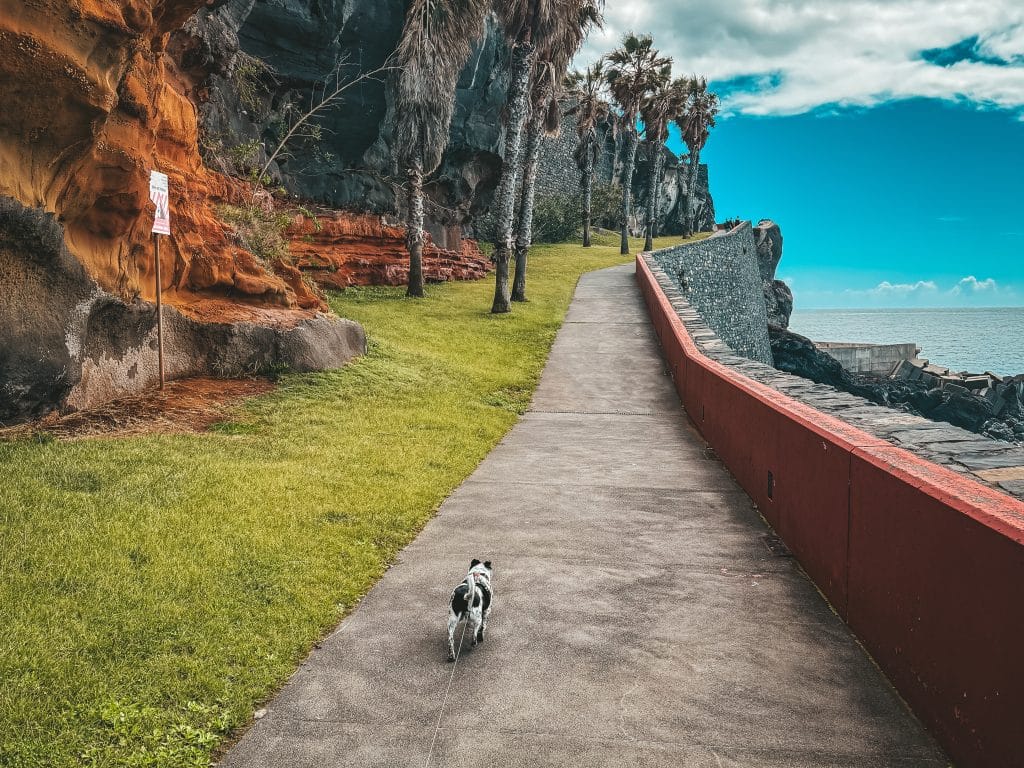 The Funchal - Camara de Lobos promenade with a dog, photo: Ewelina Podrez-Siama - March 2025