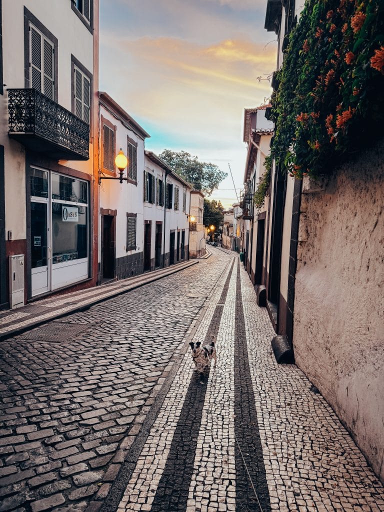 Funchal with a dog, photo: Ewelina Podrez-Siama 2025