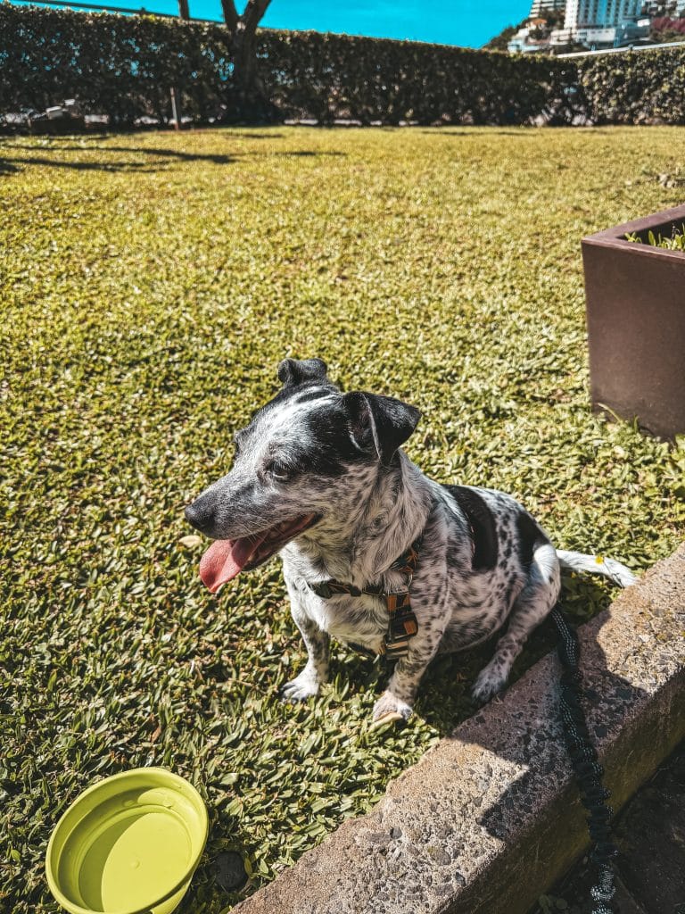 Dog-friendly restaurants in Funchal, photo: Ewelina Podrez-Siama - February 2025