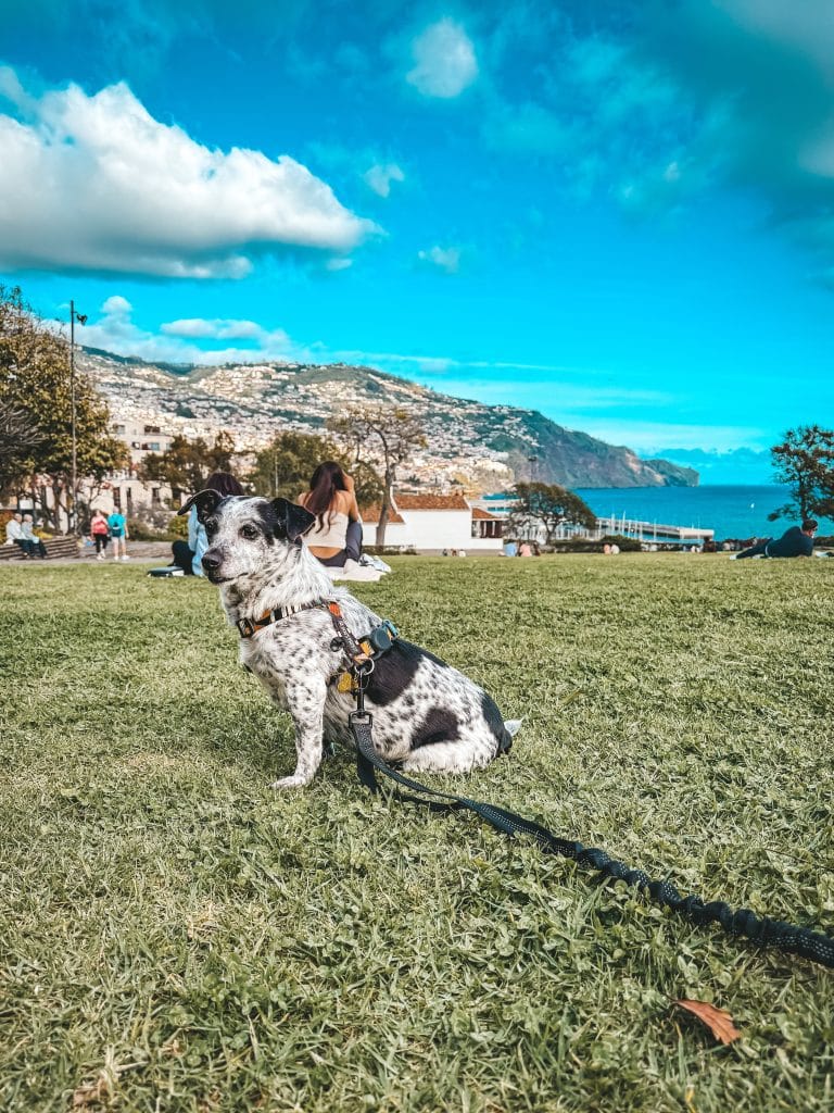 Madeira with a dog, photo: Ewelina Podrez-Siama 2025