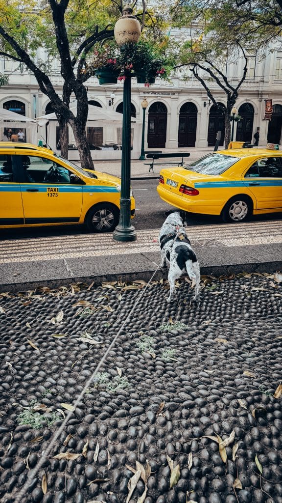 Yellow taxis on Avenida Arriaga in Funchal