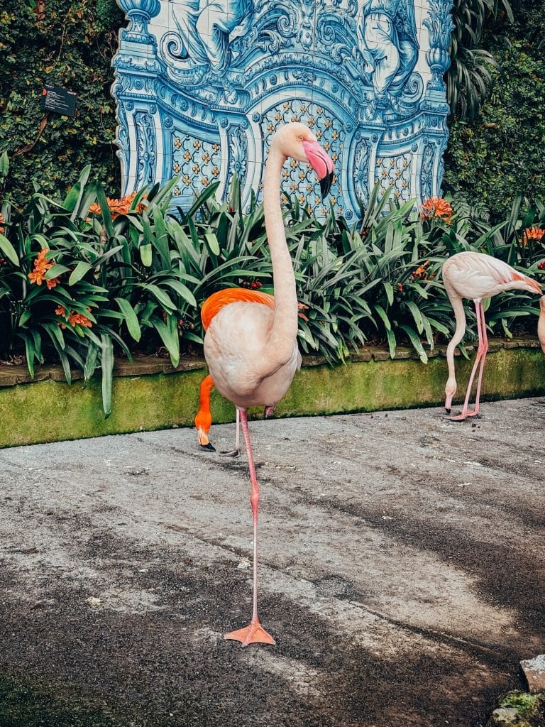Flamingos walking in front of a wall covered in azulejos in the Monte Palace Tropical Garden. Photo: Ewelina Podrez-Siama 2025
