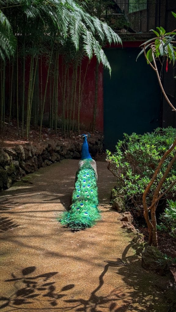 A peacock with its tail fanned out on a path in the Monte Palace garden, clumps of bamboo and the red wall of a pavilion behind. Photo: Ewelina Podrez-Siama 2025