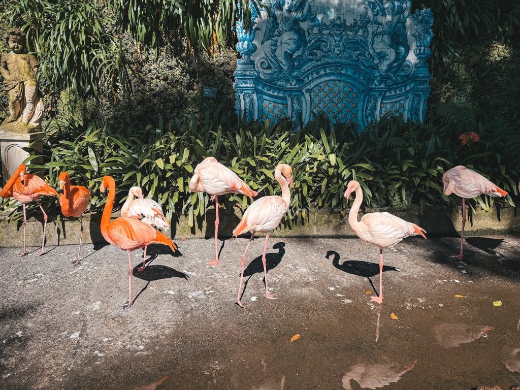 Monte Palace, photo: Ewelina Podrez-Siama, February 2026