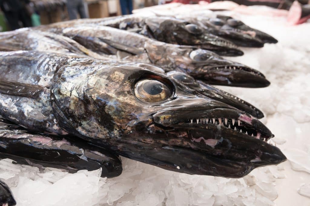 Black scabbardfish