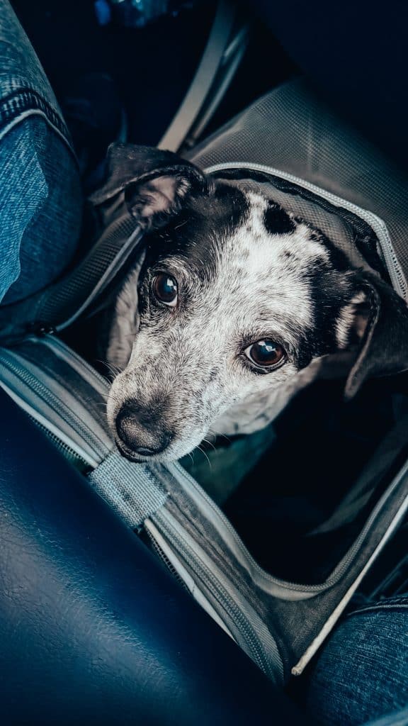 Flying with a dog on Enter Air to Madeira